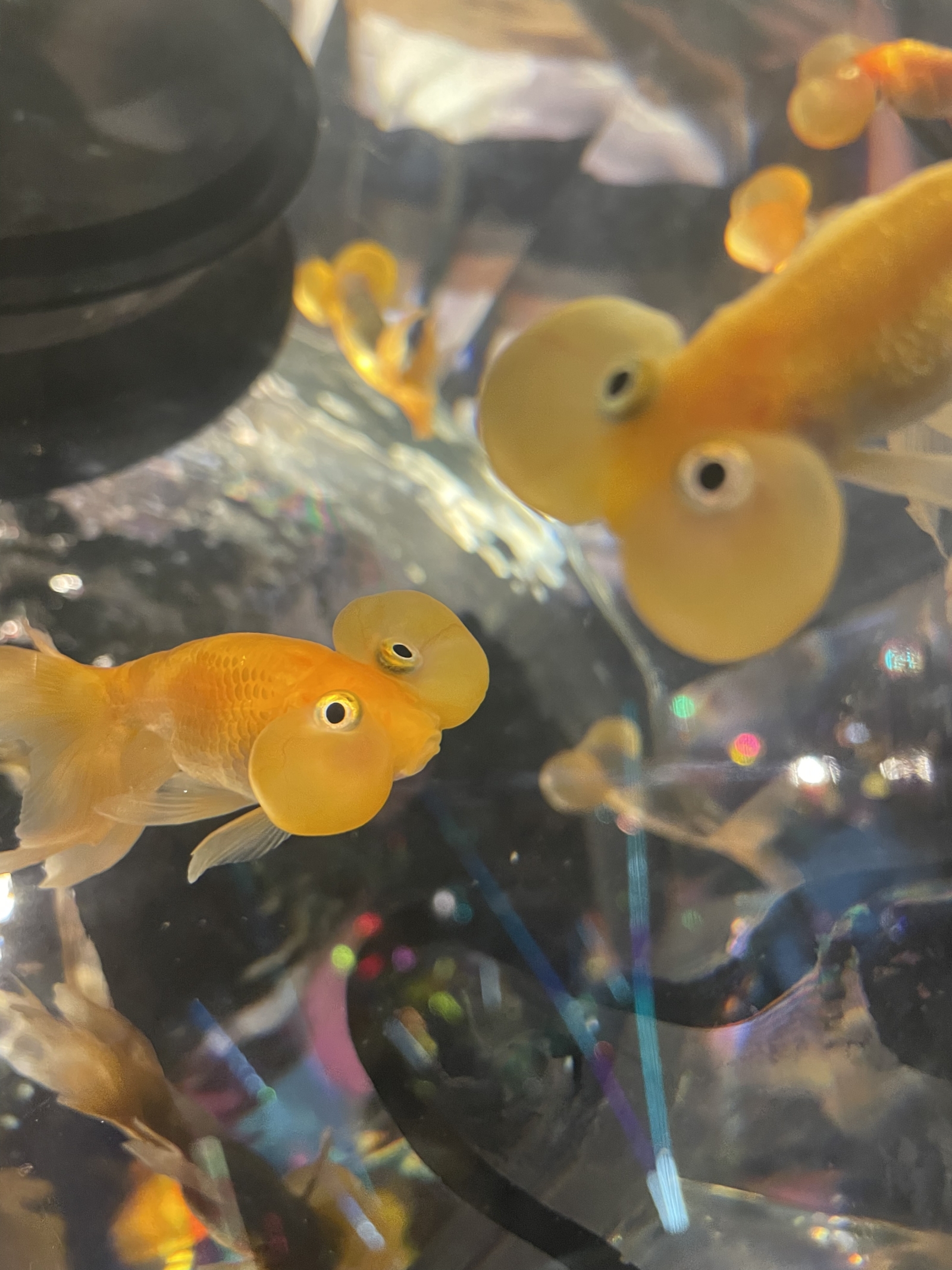 金魚 ケロコーポレーション 大阪